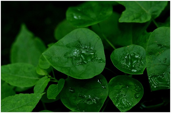 夏至梅雨,等待入伏