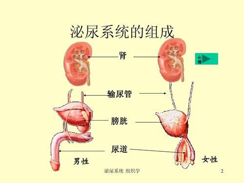 什么情况下要挂泌尿外科?