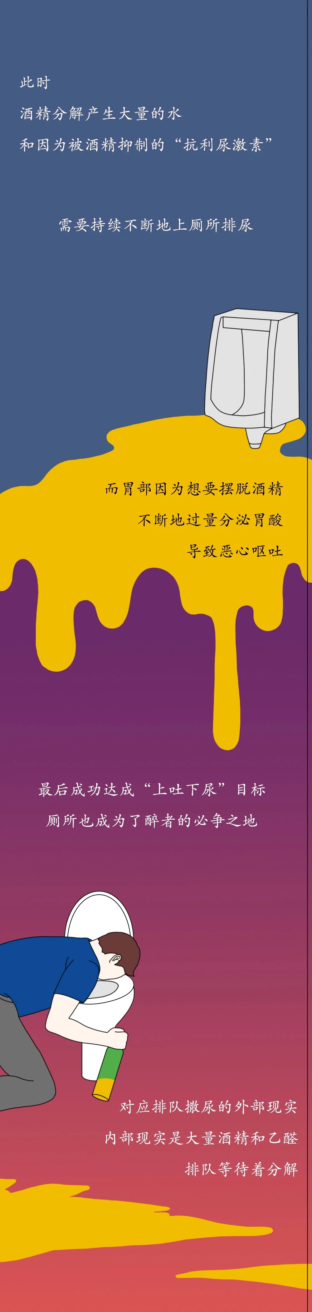 一图看懂酒精进入体内的24小时