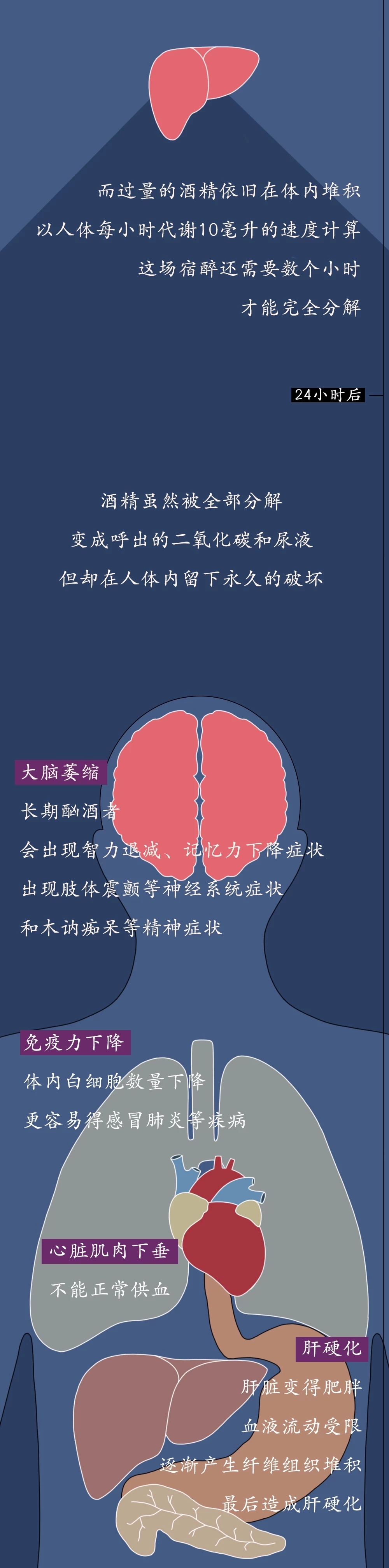 一图看懂酒精进入体内的24小时