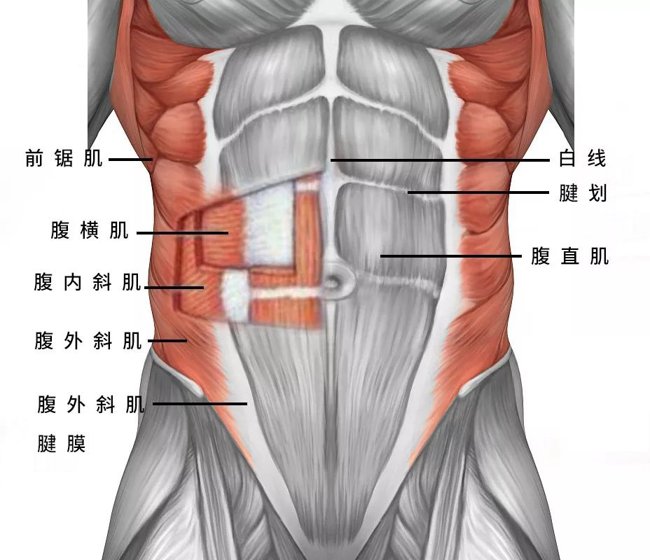 A4腰产后变“泳圈”?腹直肌分离又是啥?