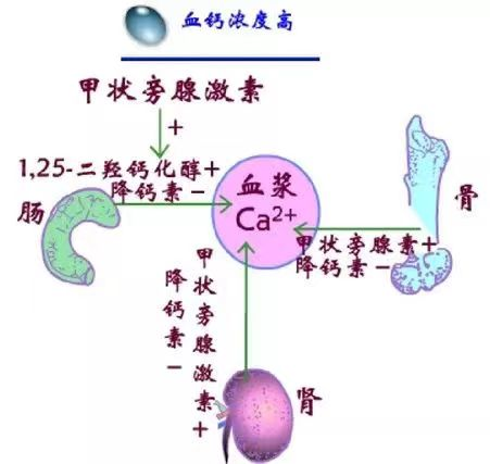 慢性肾脏病矿物质与骨异常的防治