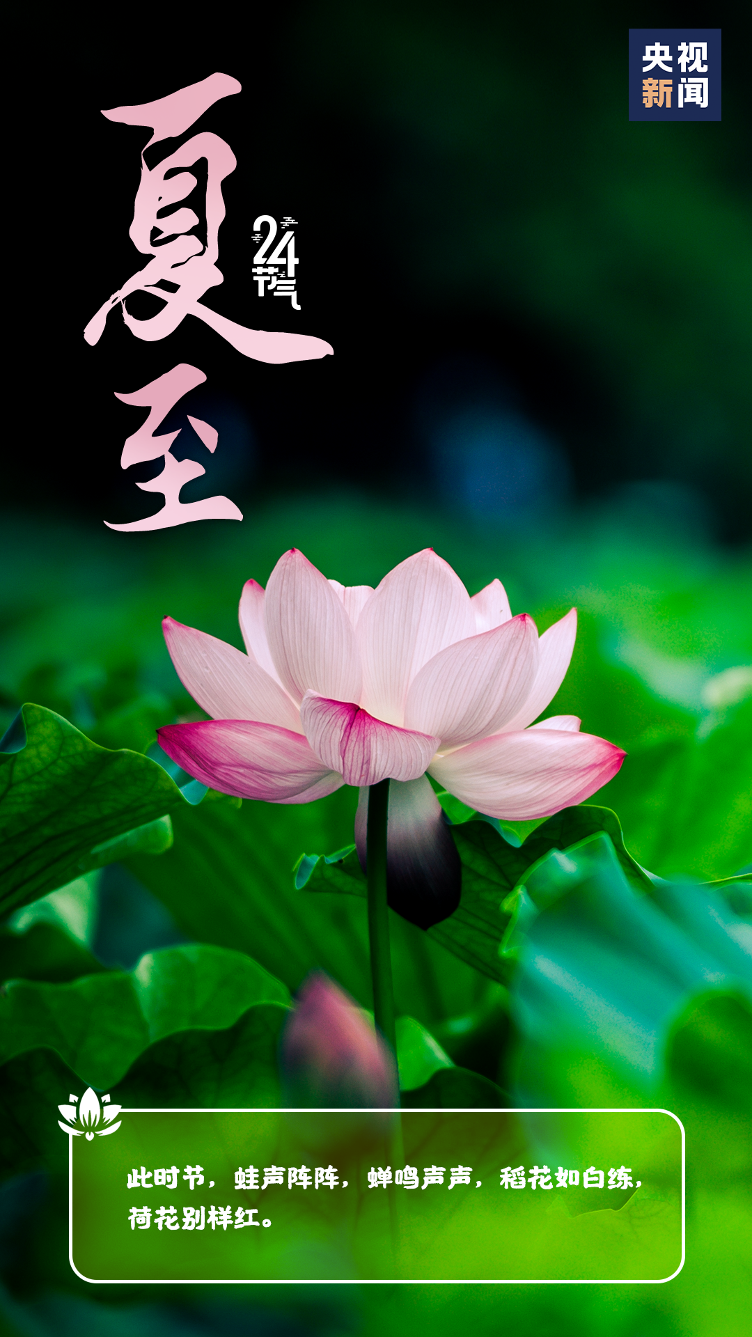 夏至丨盛夏之始,这些知识要知道
