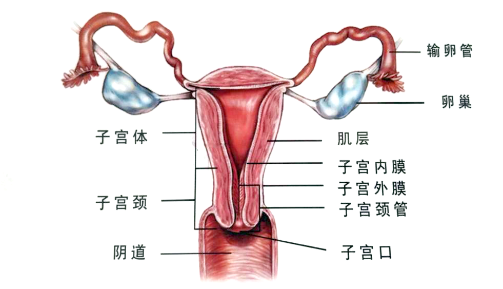 女人三十,月经量越来越少,怎样让量恢复正常?