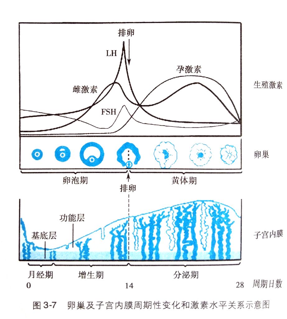 女人三十,月经量越来越少,怎样让量恢复正常?