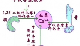 慢性肾脏病矿物质与骨异常的防治