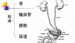 老是搞不清啥子时候挂泌尿外科？收下这份科普你就是挂号专家！