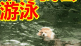 汽车坠湖后如何自救？